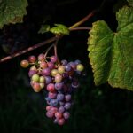 grapes, wine growing, vine-4429520.jpg